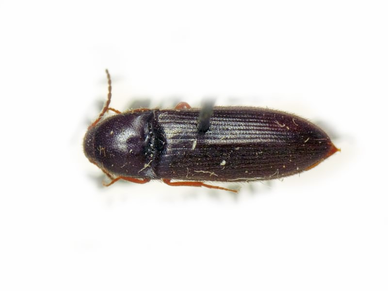 Ampedus (Ampedus) nigrinus (Herbst, 1784)